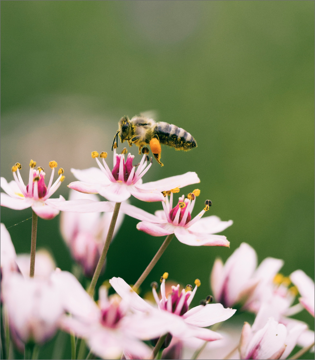 Eine Biene auf einer Blume.