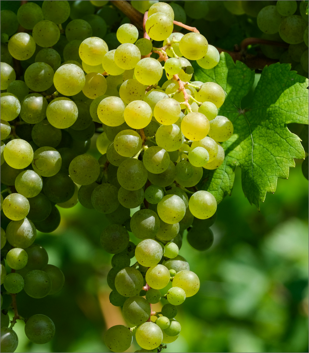 Eine Weinrebe im Sonnenlicht.